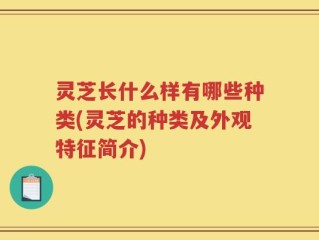 灵芝长什么样有哪些种类(灵芝的种类及外观特征简介)