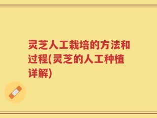灵芝人工栽培的方法和过程(灵芝的人工种植详解)