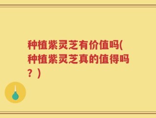 种植紫灵芝有价值吗(种植紫灵芝真的值得吗？)