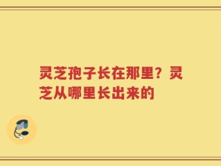 灵芝孢子长在那里？灵芝从哪里长出来的