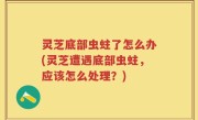 灵芝底部虫蛀了怎么办(灵芝遭遇底部虫蛀，应该怎么处理？)