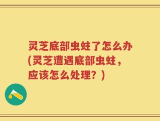 灵芝底部虫蛀了怎么办(灵芝遭遇底部虫蛀，应该怎么处理？)