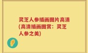 灵芝人参插画图片高清(高清插画图赏：灵芝人参之美)