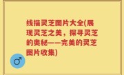 线描灵芝图片大全(展现灵芝之美，探寻灵芝的奥秘——完美的灵芝图片收集)