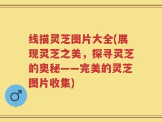 线描灵芝图片大全(展现灵芝之美，探寻灵芝的奥秘——完美的灵芝图片收集)