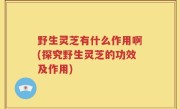 野生灵芝有什么作用啊(探究野生灵芝的功效及作用)