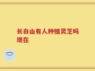 长白山有人种植灵芝吗现在