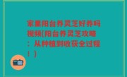 家里阳台养灵芝好养吗视频(阳台养灵芝攻略：从种植到收获全过程！)