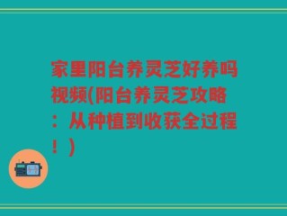 家里阳台养灵芝好养吗视频(阳台养灵芝攻略：从种植到收获全过程！)