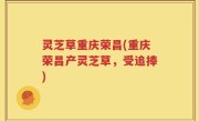 灵芝草重庆荣昌(重庆荣昌产灵芝草,受追捧)