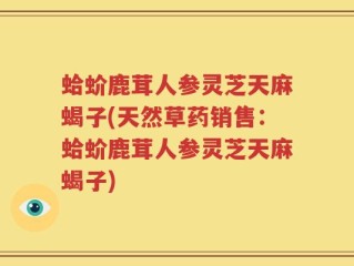 蛤蚧鹿茸人参灵芝天麻蝎子(天然草药销售：蛤蚧鹿茸人参灵芝天麻蝎子)