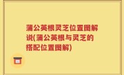 蒲公英根灵芝位置图解说(蒲公英根与灵芝的搭配位置图解)