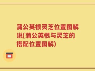 蒲公英根灵芝位置图解说(蒲公英根与灵芝的搭配位置图解)