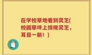 在学校草地看到灵芝(校园草坪上惊现灵芝，耳目一新！)