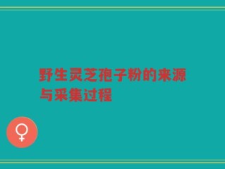 野生灵芝孢子粉的来源与采集过程