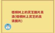 梧桐树上的灵芝图片高清(梧桐树上灵芝的高清图片)