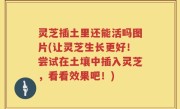 灵芝插土里还能活吗图片(让灵芝生长更好！尝试在土壤中插入灵芝，看看效果吧！)