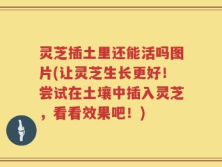 灵芝插土里还能活吗图片(让灵芝生长更好！尝试在土壤中插入灵芝，看看效果吧！)