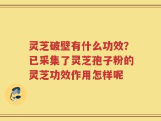 灵芝破壁有什么功效？已采集了灵芝孢子粉的灵芝功效作用怎样呢