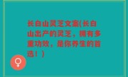 长白山灵芝文案(长白山出产的灵芝，拥有多重功效，是你养生的首选！)