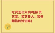 吃灵芝长大的鸡蛋(灵芝蛋：灵芝养大，营养翻倍的好滋味)