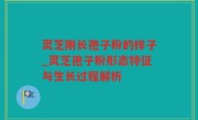 灵芝刚长孢子粉的样子_灵芝孢子粉形态特征与生长过程解析