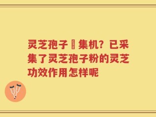 灵芝孢子釆集机？已采集了灵芝孢子粉的灵芝功效作用怎样呢