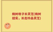 杨树墩子长灵芝(杨树结实，长出珍品灵芝)