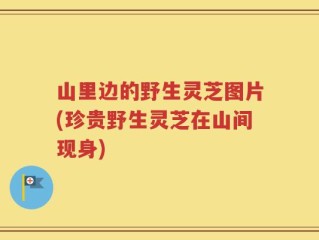 山里边的野生灵芝图片(珍贵野生灵芝在山间现身)