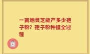 一亩地灵芝能产多少孢子粉？孢子粉种植全过程