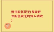 野生配伍灵芝(发现野生配伍灵芝的惊人功效)