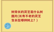 树旁长的灵芝是什么树图片(长寿不老的灵芝生长在哪种树上？)