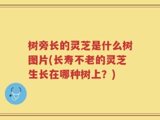 树旁长的灵芝是什么树图片(长寿不老的灵芝生长在哪种树上？)