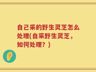 自己采的野生灵芝怎么处理(自采野生灵芝，如何处理？)