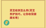 灵芝收到怎么养(灵芝养护技巧，让你收获健康长寿)