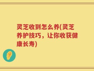 灵芝收到怎么养(灵芝养护技巧，让你收获健康长寿)
