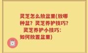 灵芝怎么放盆里(放哪种盆?灵芝养护技巧? 灵芝养护小技巧:如何放置盆里)