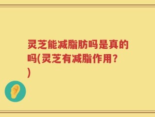 灵芝能减脂肪吗是真的吗(灵芝有减脂作用？)