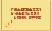 广州白云区阳山灵芝鸡(广州白云区的灵芝鸡，口感鲜美，营养丰富)