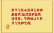 紫灵芝是不是灵芝品种最差的(紫灵芝的品质被质疑，不再被认为是灵芝品种之最)