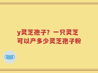 y灵芝孢子？一只灵芝可以产多少灵芝孢子粉