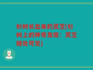 杉树长出来的灵芝(杉树上的神奇发现：灵芝随处可见)