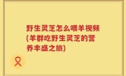 野生灵芝怎么喂羊视频(羊群吃野生灵芝的营养丰盛之旅)