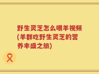 野生灵芝怎么喂羊视频(羊群吃野生灵芝的营养丰盛之旅)