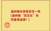 桑树根长得像灵芝一样(桑树根“灵芝化”为何备受追捧？)