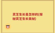 灵芝生长是怎样的(探秘灵芝生长奥秘)