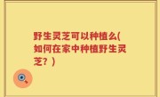 野生灵芝可以种植么(如何在家中种植野生灵芝？)