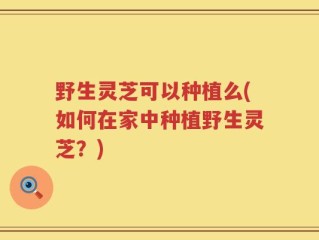 野生灵芝可以种植么(如何在家中种植野生灵芝？)