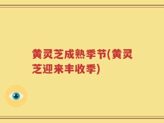 黄灵芝成熟季节(黄灵芝迎来丰收季)