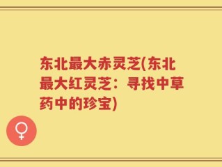 东北最大赤灵芝(东北最大红灵芝：寻找中草药中的珍宝)